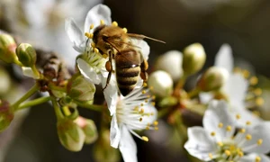 bee 4931194 1280 jpg