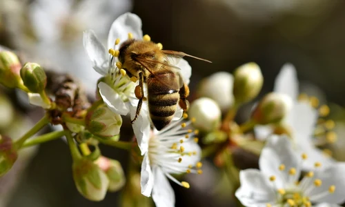 bee 4931194 1280 jpg