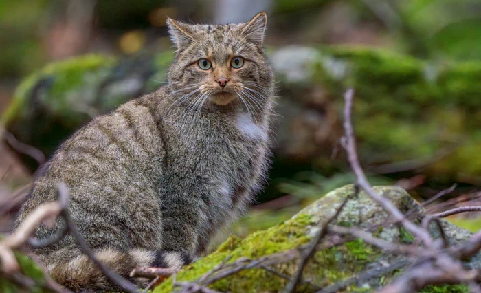 Pisica sălbatică a fost fotografiată în Parcul Naţional Retezat / Foto: Parcul Național Retezat