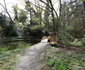 Parcul dendrologic Simeria Foto Daniel Guță ADEVĂRUL (45) JPG