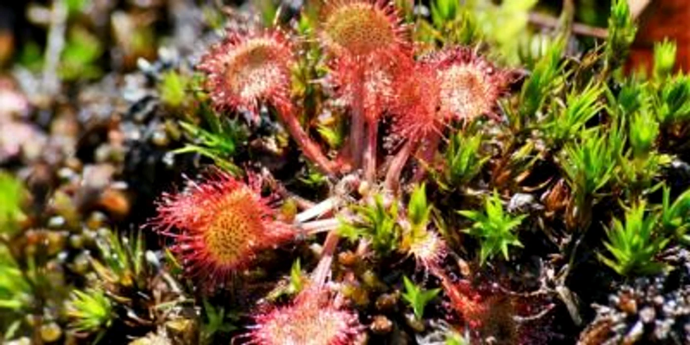 Locul enigmatic din Ţara Haţegului unde trăiesc plante carnivore foto remus suciu