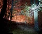 Incendiu de proporții pe Valea Oltului în comuna Racovița Vâlcea Foto ISU Vâlcea