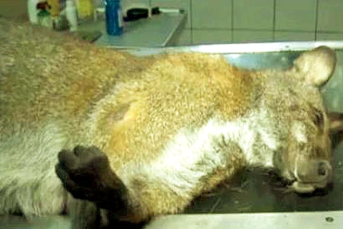 Nu-i glumă de 1 aprilie! (FOTOGRAFII: Shutterstock, captură Pro TV)