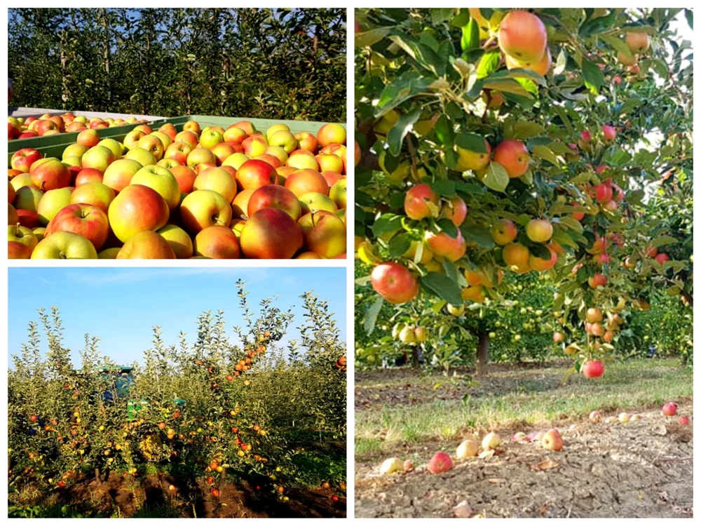 La Boz, în Alba, producţia de mere e aproape dublă faţă de 2019