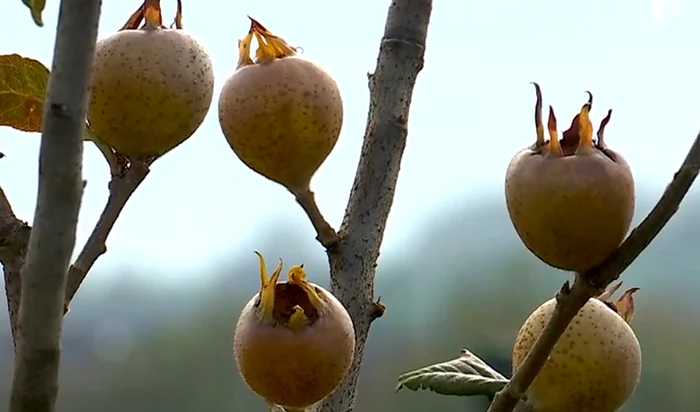 Moșmonul este o combinație între măr, pară și gutuie. Sursă foto: captură video Observator