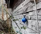 Runcu Mare Foto Daniel Guță ADEVĂRUL (20) jpg