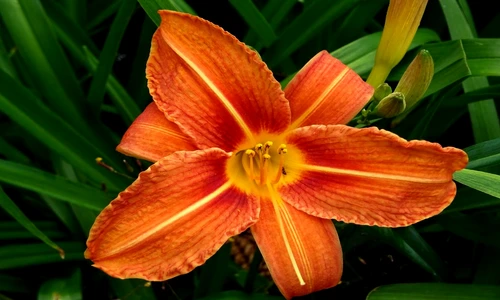 1 77694 original jpg jpeg