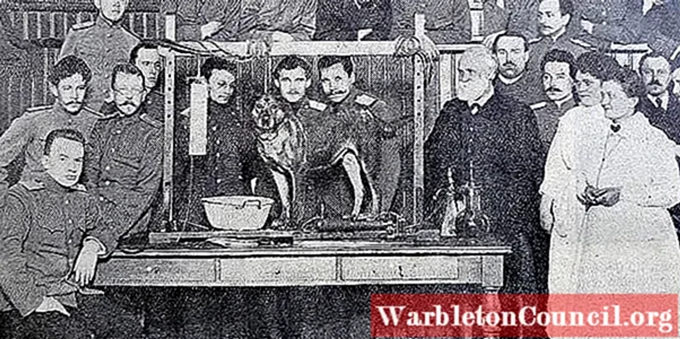  Experimentul lui Pavlov. FOTO warbletoncouncil.org