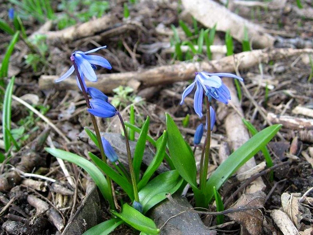 Flori de primăvară din pădure viorele