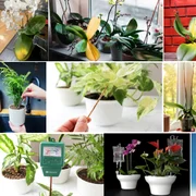 Trucuri pentru îngrijirea plantelor de apartament Colaj DMS