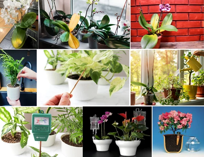 Colaj imagini cu plante de apartament cu probleme și trucuri de îngrijire