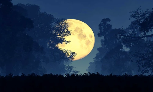 1 77891 original jpg jpeg