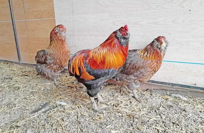 Usturoiul poate ajuta găinile să-și revină dintr-o boală. Foto: Click.
