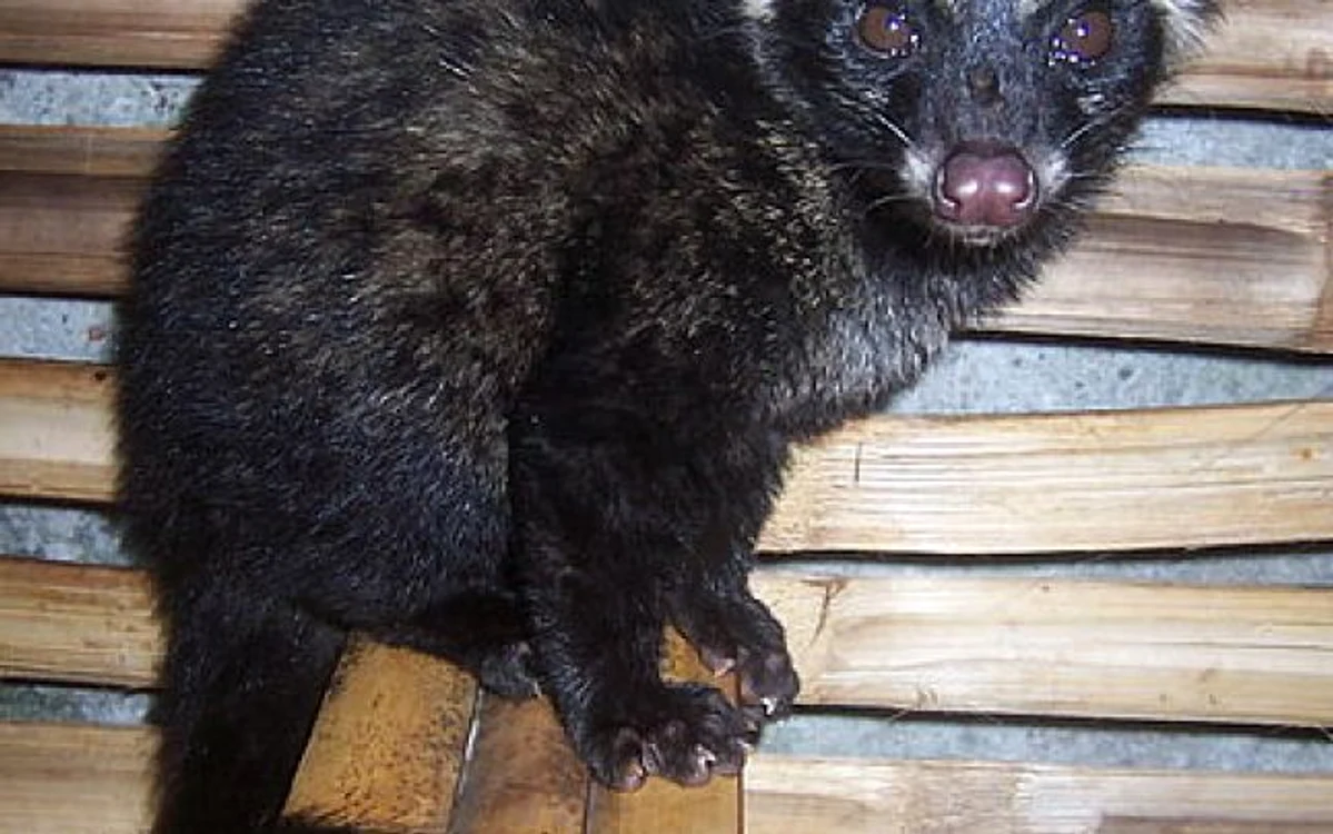 Kopi Luwak sau zibetă