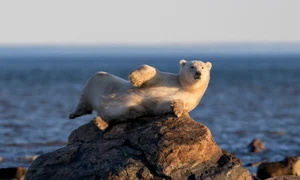 urs polar profimedia jpg