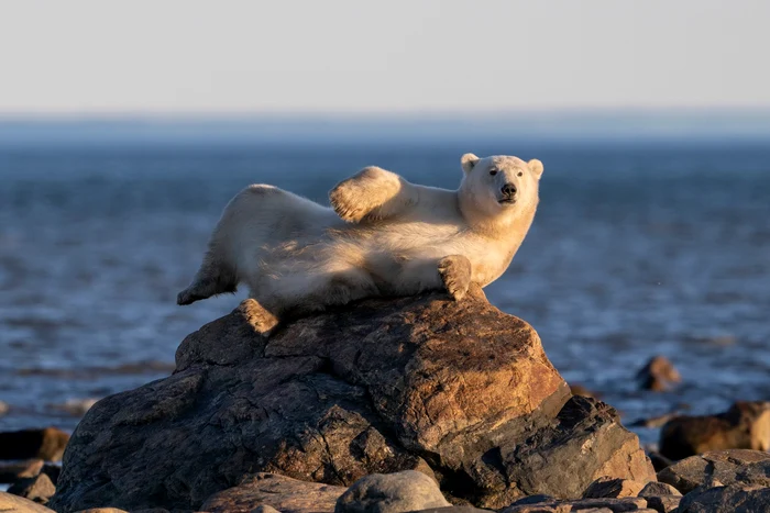 Un urs polar somnoros a fost surprins „la plajă”, în Nunavut
