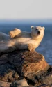 urs polar profimedia jpg