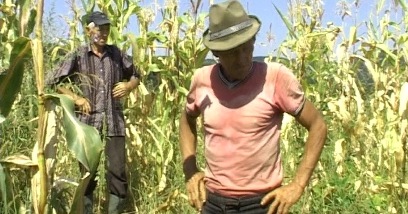 Agricultorii nu mai stiu ce sa faca sa alunge animalele salbatice FOTO Adevarul
