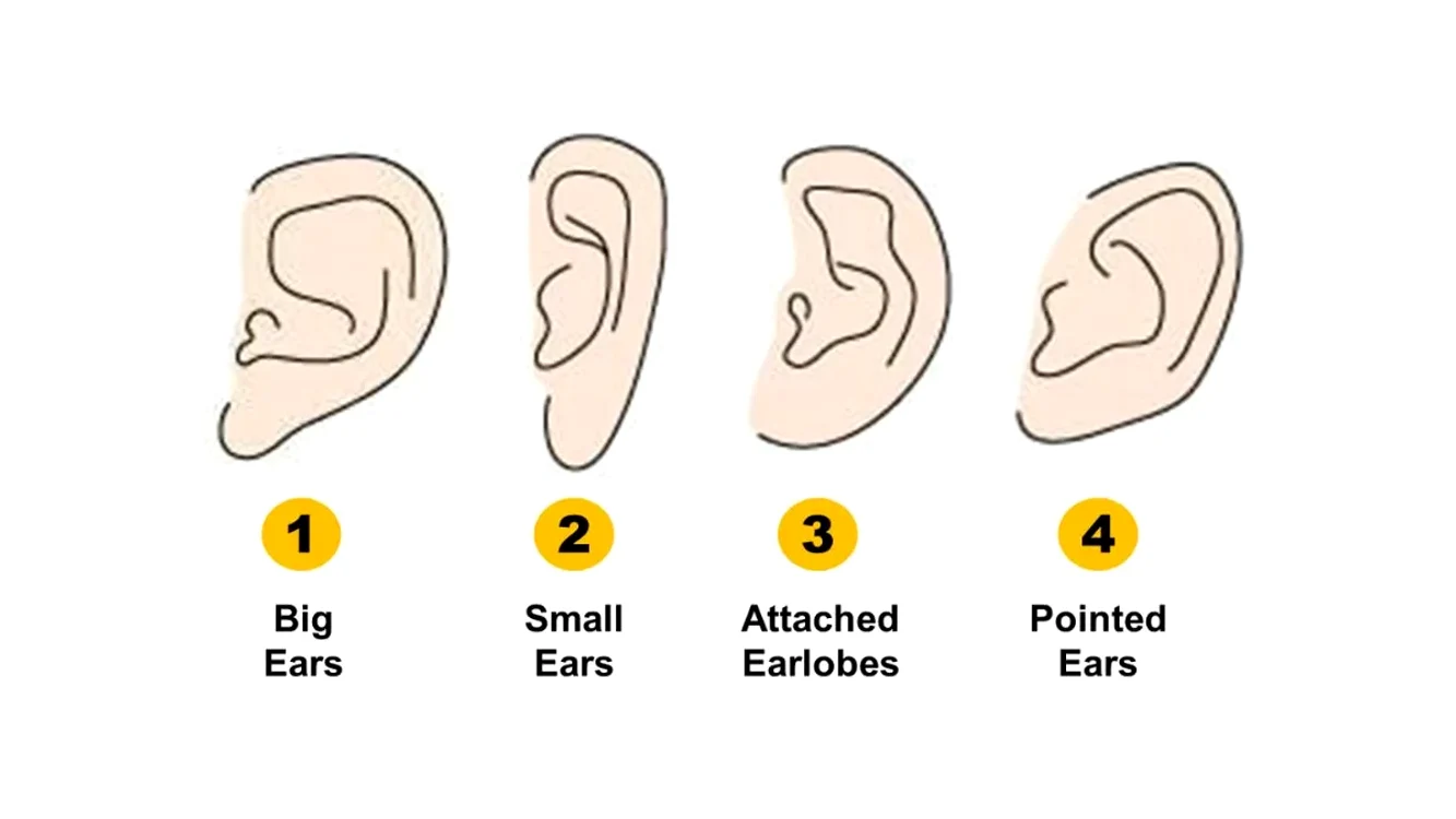 ear shape personality test jpg