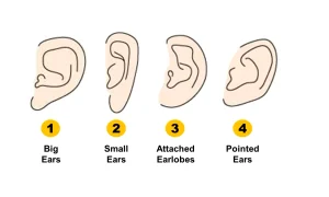 ear shape personality test jpg