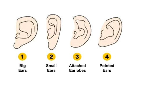 ear shape personality test jpg