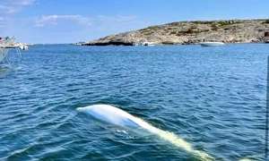 balena spion FOTO FB OneWhale jpg