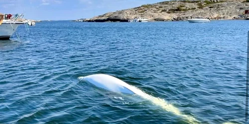 balena spion FOTO FB OneWhale jpg