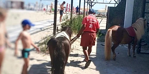 Ponei in Mamaia foto primaria Constanta