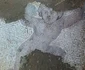 Mozaicuri romane descoperite în satul Qesarat, din Albania 