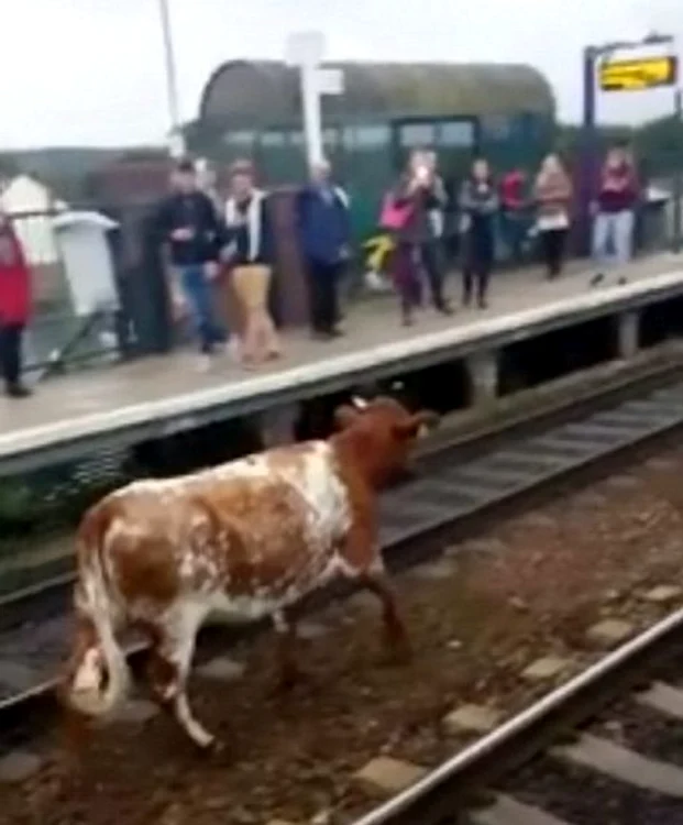 tren, blocat de o vaca