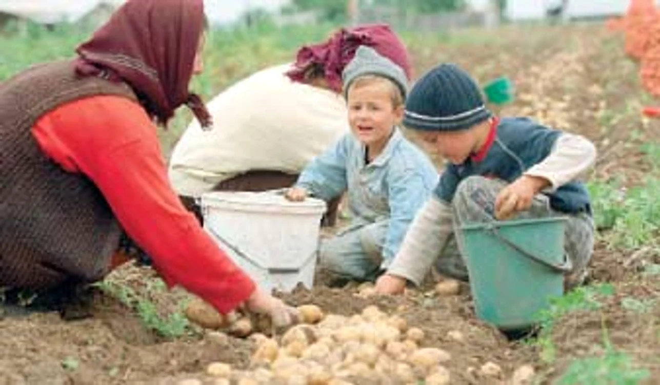 
    Suprafețele cultivate cu cartofi în România au scăzut alarmant  
