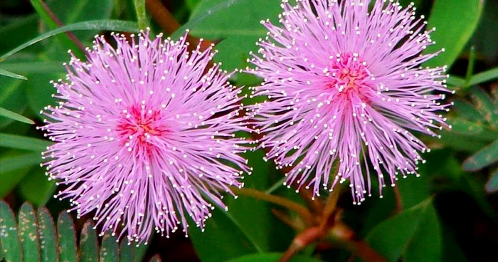 Mimosa Pudica