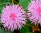 Mimosa Pudica