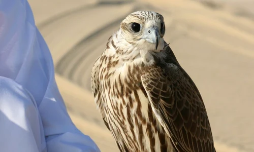 Înțelegerea care i a înfuriat pe rivalii emiratului Qatar: O răscumpărare de 1 miliard de dolari jpeg