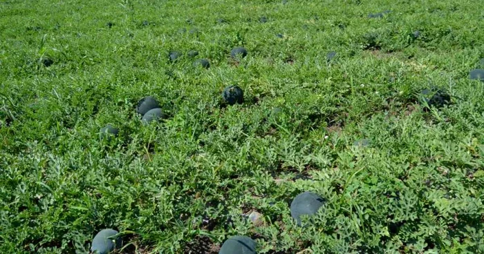 Pepenii au fost culeşi direct din câmp Foto: Arhivă Adevărul