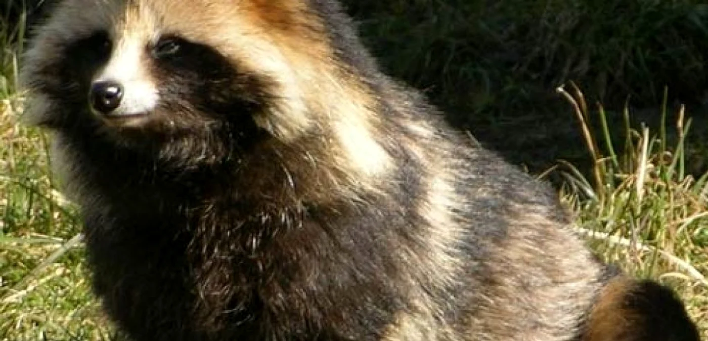 Câinele enot sau „bursucul bărbos" a fost denumit astfel pentru asemănarea sa cu un raton, deşi nu există nicio legătură între cele două specii. Foto arhivă Adevărul