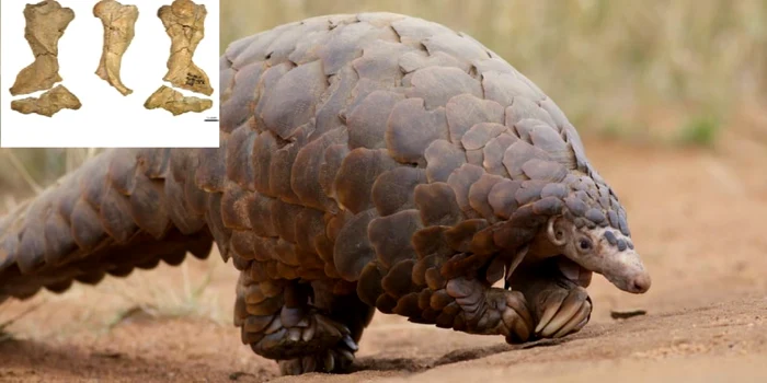fosile de pangolin descoperite in România în cel mai vechi sit fosilifer din Europa