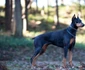 Dobermanii sunt atât de activi mental încât se plictisesc fără o stimulare intelectuală suficientă  jpeg