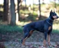 Dobermanii sunt atât de activi mental încât se plictisesc fără o stimulare intelectuală suficientă  jpeg