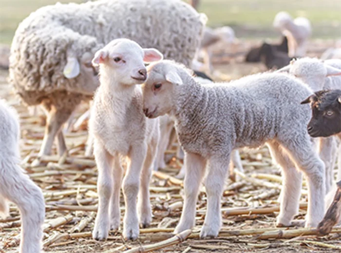 Mieii româneşti, căutaţi pentru gustul lor deosebit