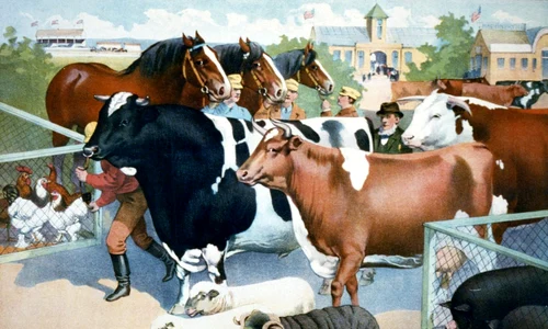 Animale în folosul omului interviu cu Carmen ARSENE jpeg