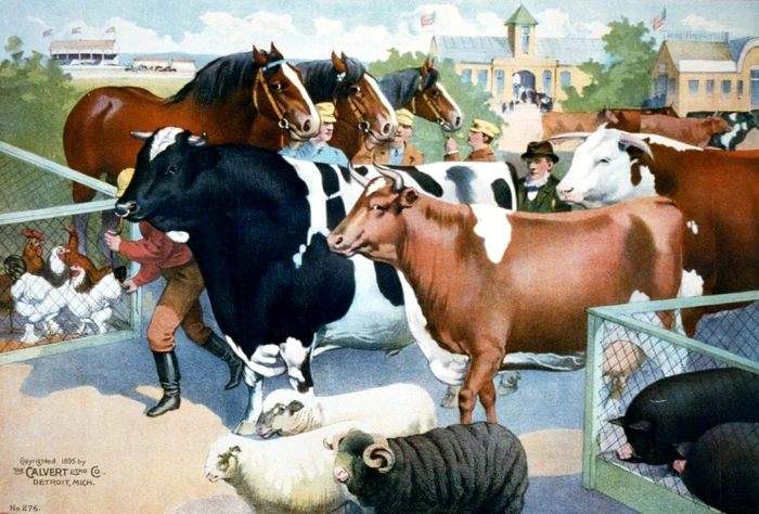 Animale în folosul omului interviu cu Carmen ARSENE jpeg