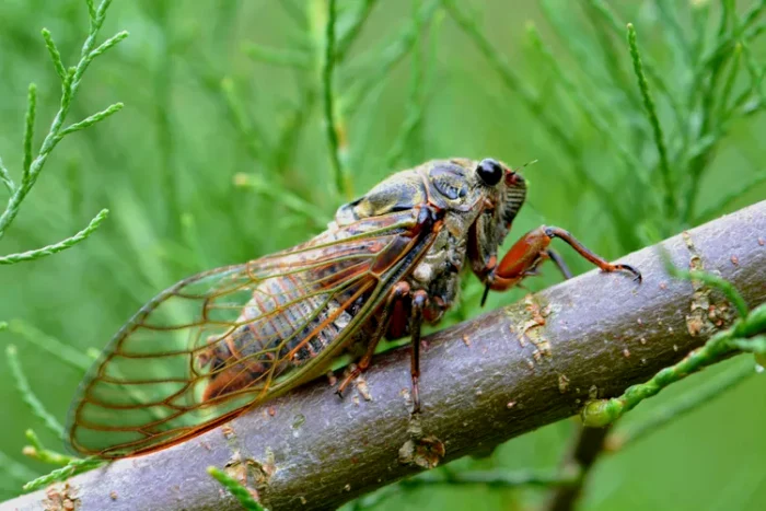 Cicadele, insectele ascunse în copacii Greciei.