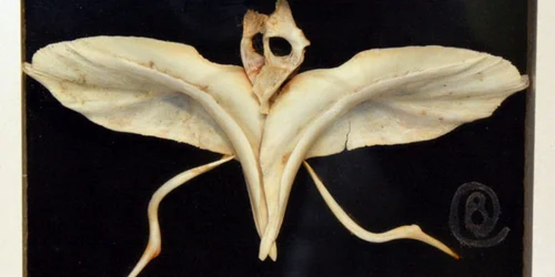 Foto cristianbocanu.blogspot.com