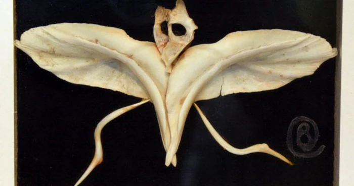 Foto cristianbocanu.blogspot.com