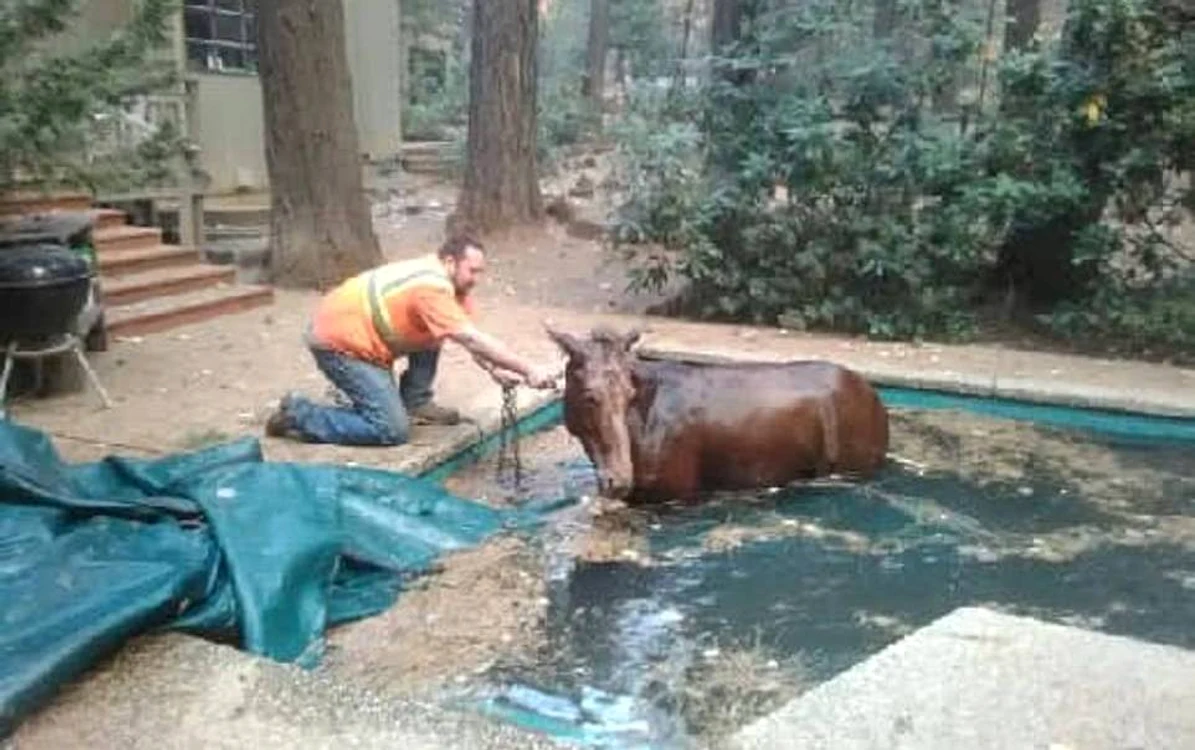 
    Calul a fost scos din piscină de un vecin în urma pârjolului din CaliforniaFoto: Facebook  