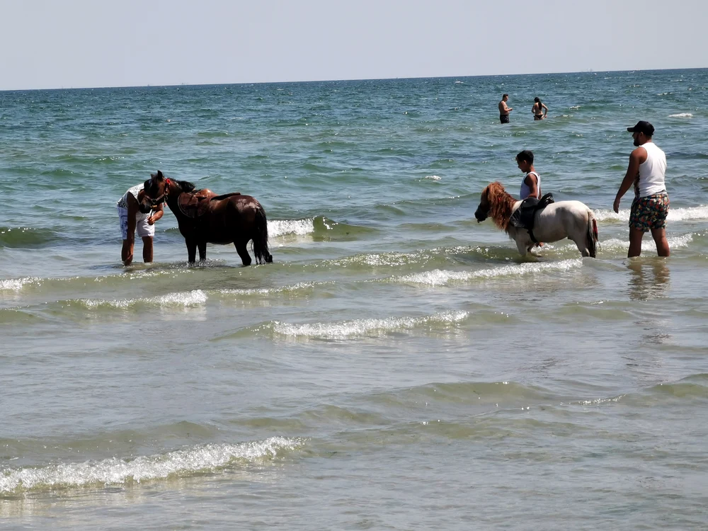 
    Turiștii cazați în Mamaia de Nord nu au fost deranjați când alături de ei s-au aflat mai mulți bărbați care își spălau cu detergent caii și poneii în apa mării, chiar pe plajele de fițeFOTO: Click!  