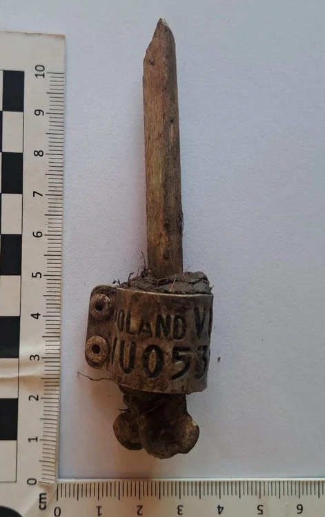 Inel metalic barză, Sincraiu (© Florentin Neagoe; Muzeul Național al Carpaților Răsăriteni)