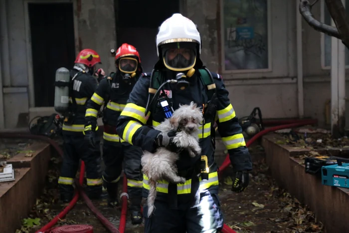 Cățeii salvați de incendiu/FOTO: ISU