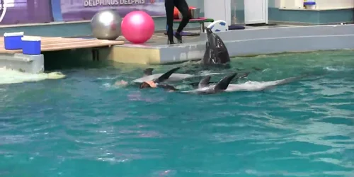 Delfinii din Ucraina au făcut spectacol la Constanţa